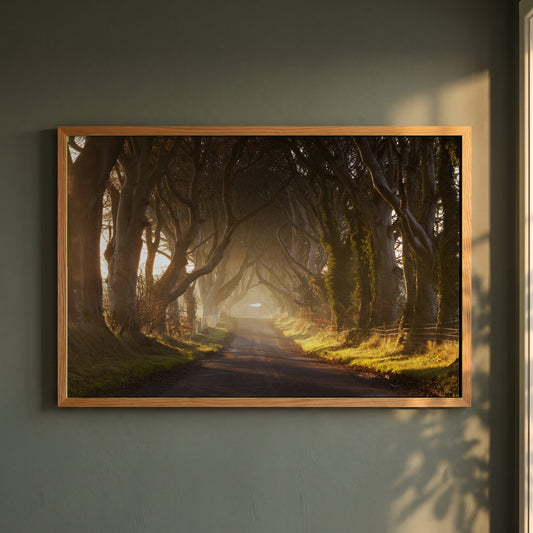 Dark Hedges, Ireland framed print in a natural oak frame on a dark green wall beside a window, dappled plant shadow