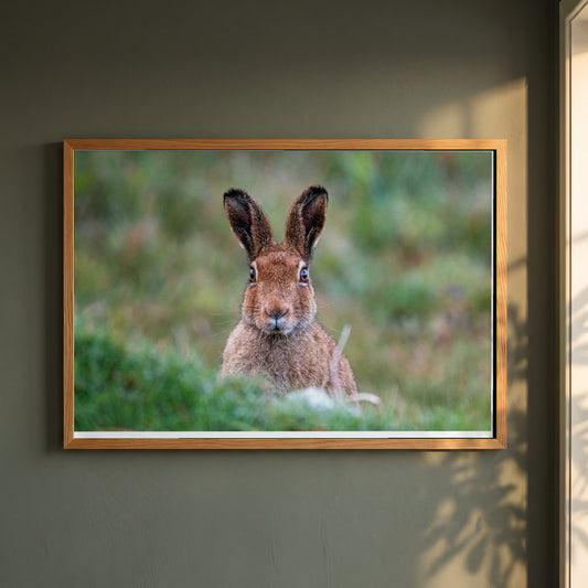Irish Hare framed print in a natural oak frame on a dark green wall beside a window, dappled plant shadow