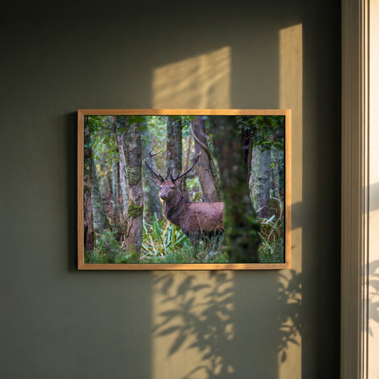Irish Red Deer framed print in a natural oak frame on a dark green wall beside a window, dappled plant shadow