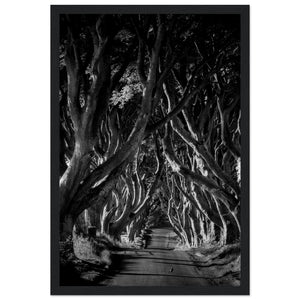 Dark Hedges Framed Print Buy Irish Wall Art Black & White Photography 