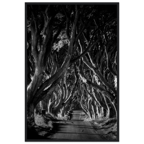 Dark Hedges Framed Print Buy Irish Wall Art Black & White Photography 