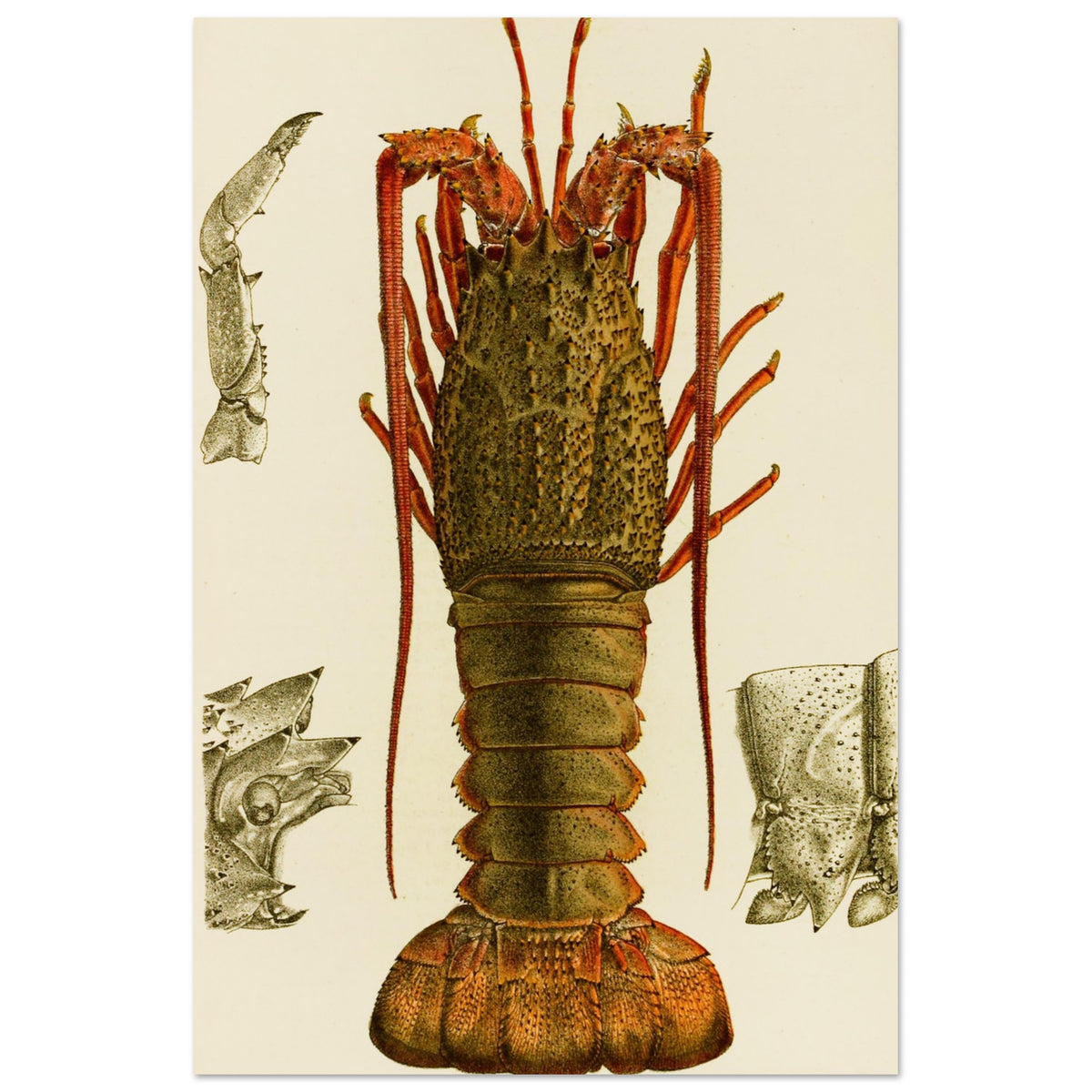 Frederick McCoy Crustacea I natural history print showing a spiny lobster, full image