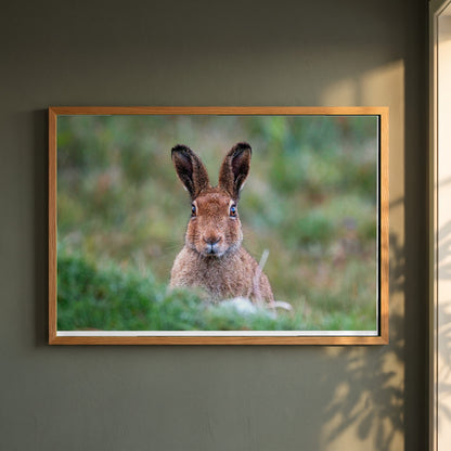 Irish Hare framed print in a natural oak frame on a dark green wall beside a window, dappled plant shadow