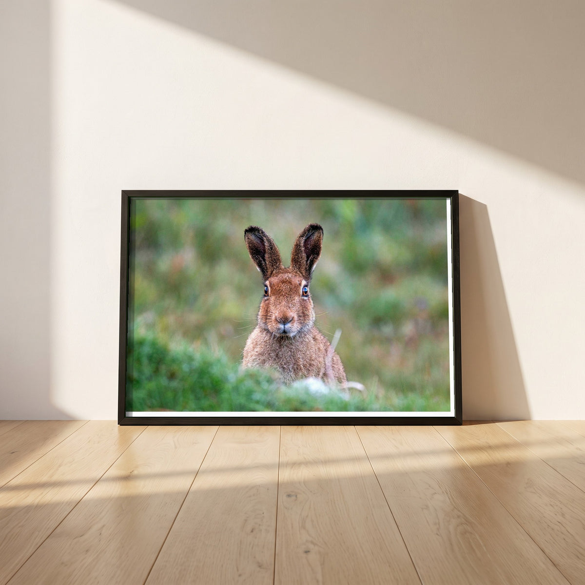Irish Hare framed print in a black frame leaning against a white plaster wall on oak floorboards in morning light